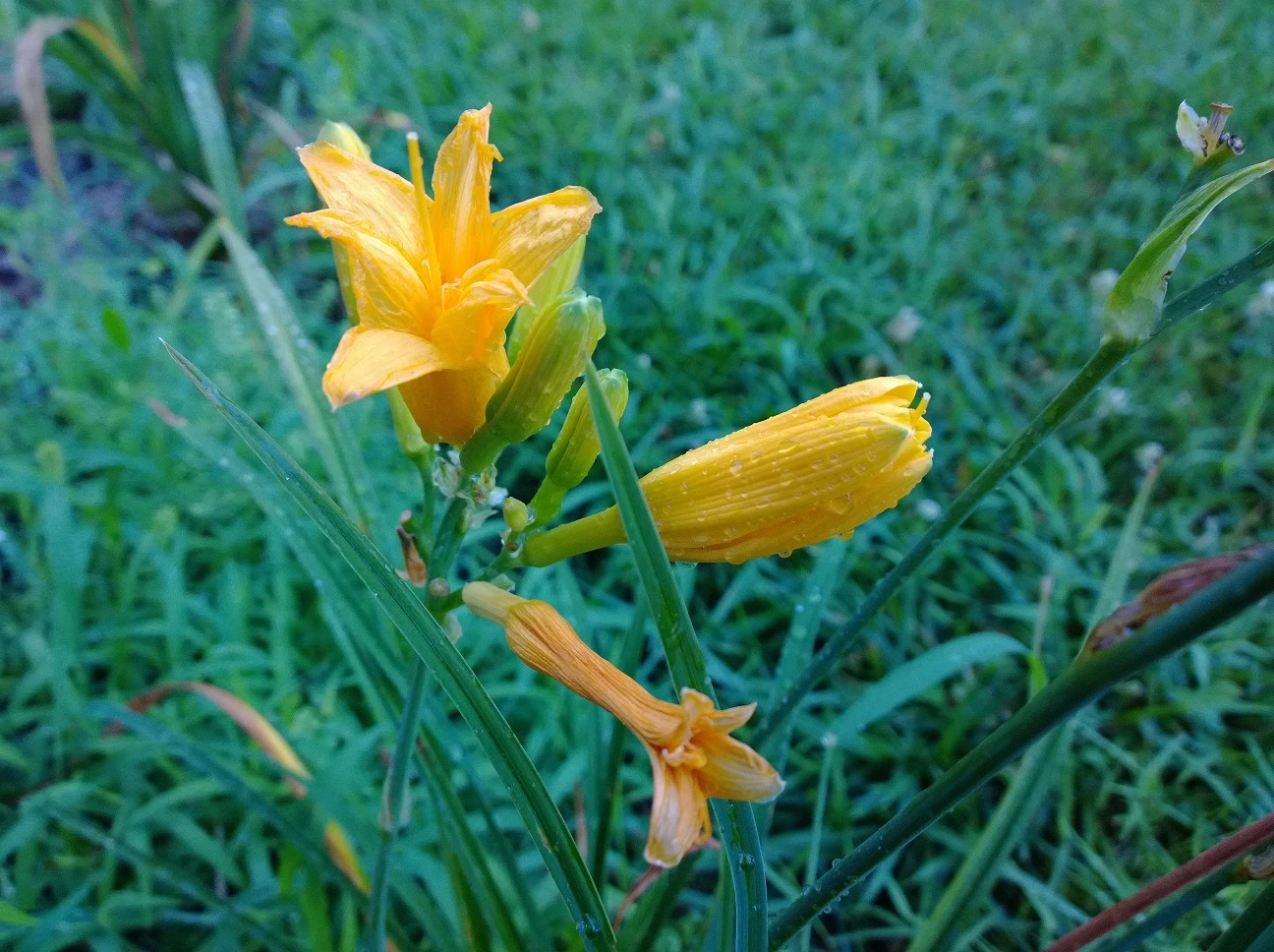yellow flower (1)