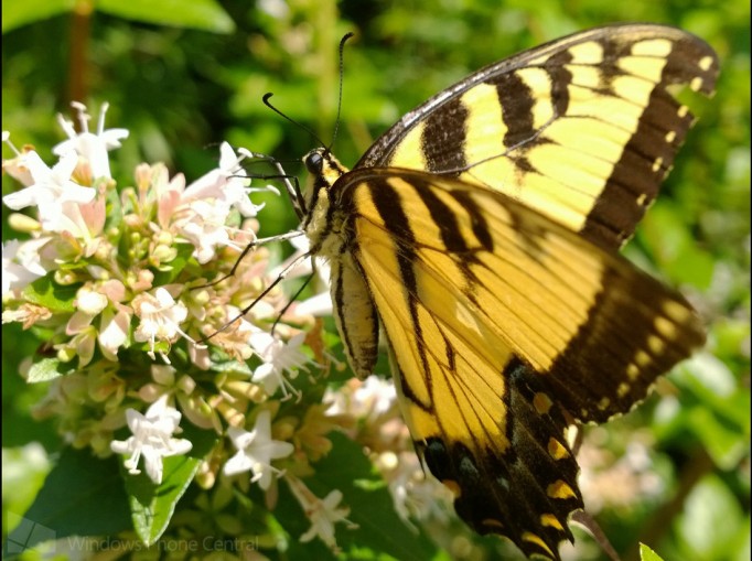 Lumia_1020_Butterfly_Crop