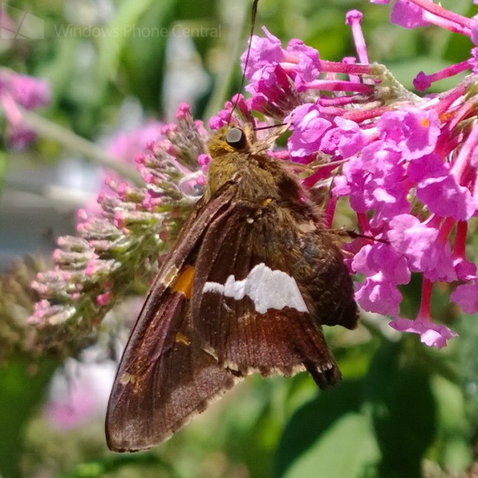 Lumia_1020_Moth_Crop