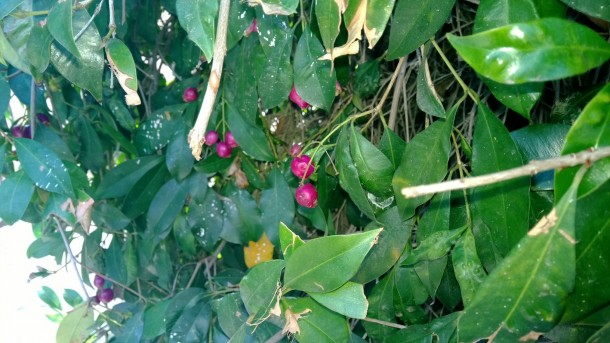 Lumia 929 sample image