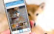 woof_iphone_kaya_hero