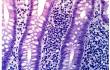 image_thumb24