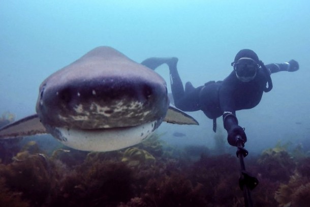PIC FROM CATERS NEWS - (PICTURED: Shark selfie) These snap happy scuba girls have taken the selfie stick to new depths  by taking a series of extraordinary underwater photos with exotic sea life. While selfie sticks may be recent fad, pretty divers Margo Sanchez and Stephanie Adamson have been snapping photos of marine animals for the best part of a decade. The intrepid divers from San Diego, California, have made it their life mission to travel the world to take snaps with everything from turtles, puffer fish to sting rays and baby squid. But despite having travelled as far afield as Papua New Guinea, the Maldives and Virgin Islands to take these incredible photos, the selfie stick is only a recent edition to their trips. SEE CATERS COPY.