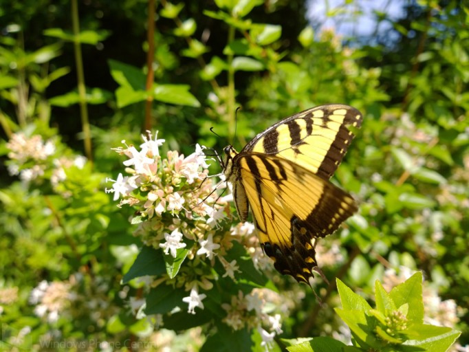 Lumia_1020_Butterfly_Full