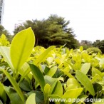 photo example i mobile iq x2 12 | i-Mobile | <!--:TH--></noscript>รีวิว i-moblie IQ X2 สมาร์ทโฟนราคาประหยัด คุ้มค่า ประโยชน์การใช้งานไม่แพ้ใคร