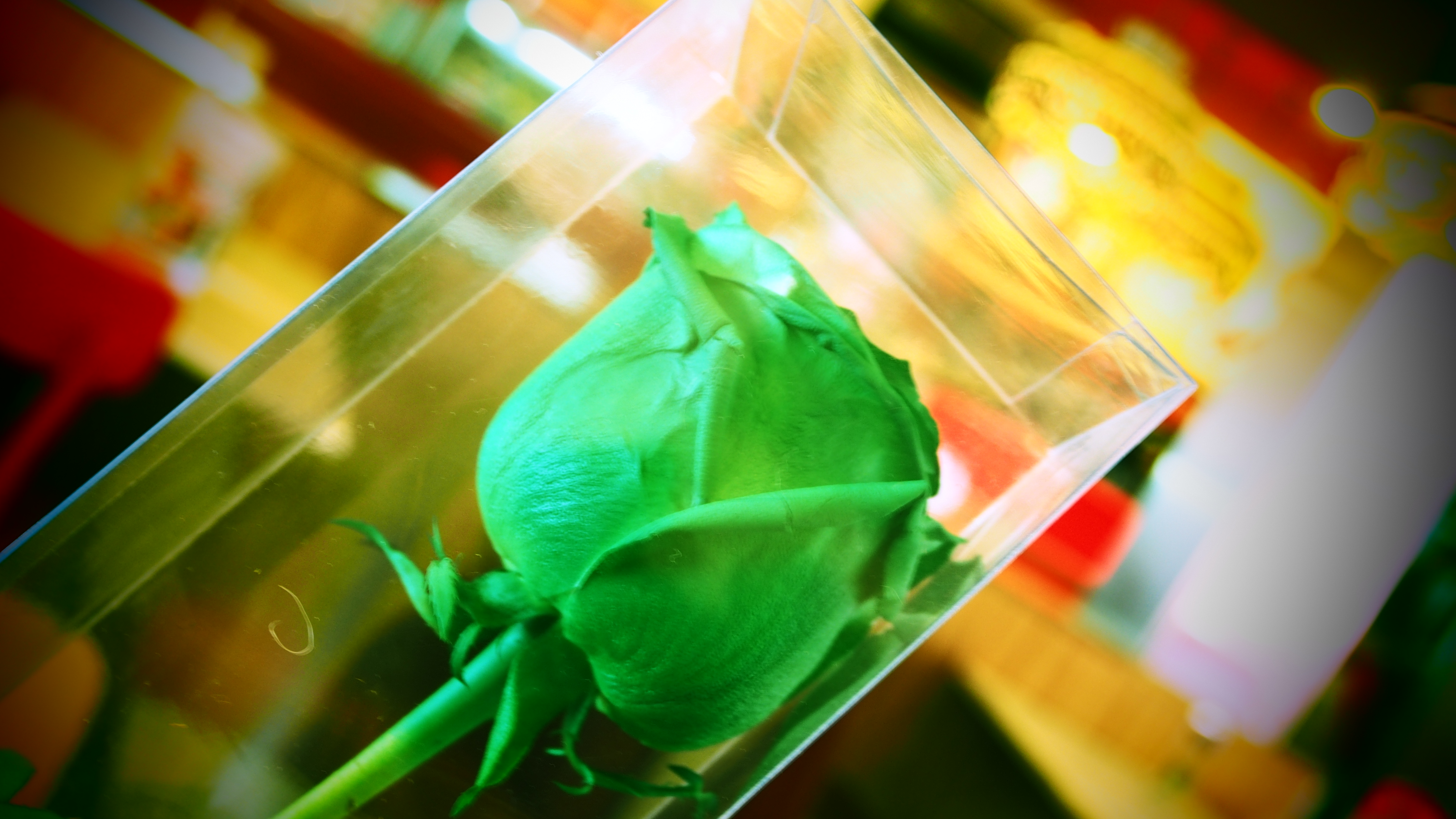 เมื่อโนเกียมีความรักเป็น P1010294 | Love is green | เมื่อโนเกียมีความรักเป็น