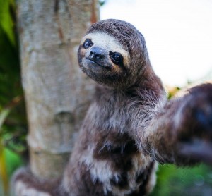2a0cc8b1c60ce6b0289b751d1fdf5f77-sloth-taking-a-selfie-1