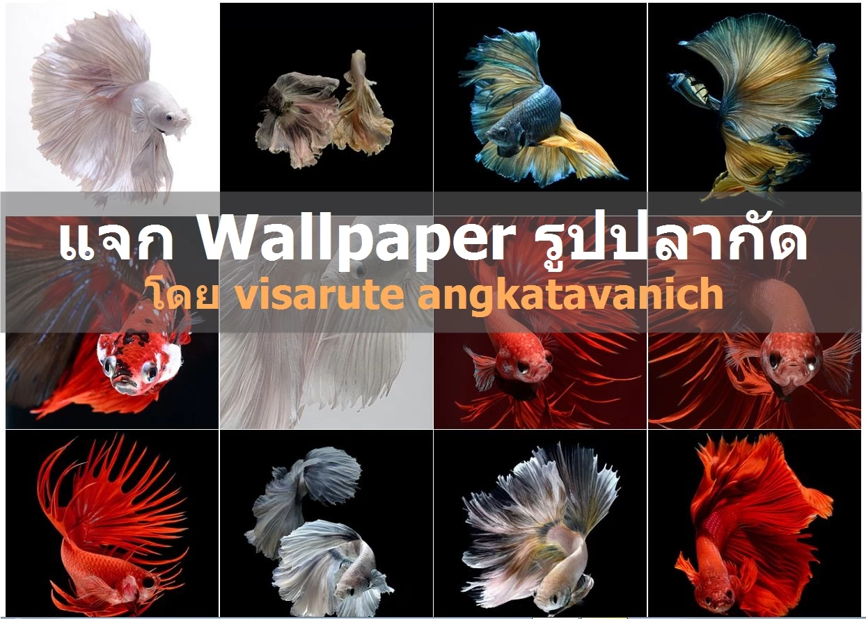 001 | wallpaper | Wallpaper รูปปลากัด โดย วิศรุต อังคทะวานิช