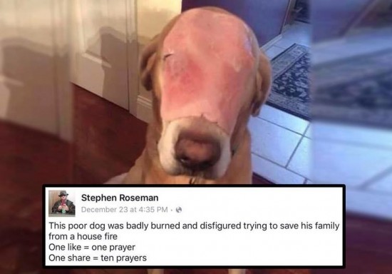 image | facebook | บทเรียน Social: แค่รูปสุนัขที่เอาแผ่นแฮมแปะหน้า ทำยอดบริจาดถึง 1.3 ล้านใน Facebook