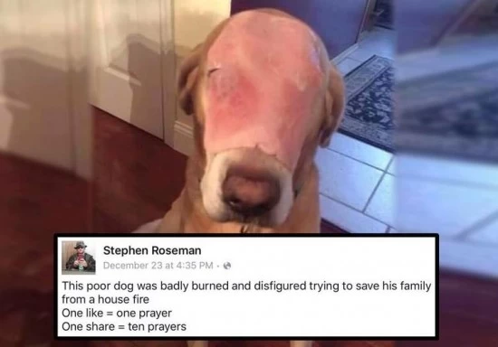 image | Social Network | บทเรียน Social: แค่รูปสุนัขที่เอาแผ่นแฮมแปะหน้า ทำยอดบริจาดถึง 1.3 ล้านใน Facebook