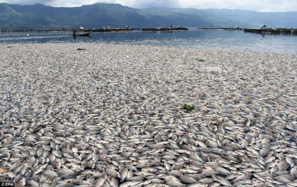 Vietnam-fish-die-off-protests