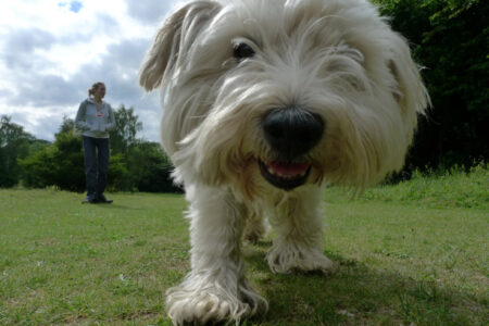 Google Photos สามารถจดจำหน้าตาของไอ้ด่าง นังแดง เจ้าแต้ม และสัตว์เลี้ยงแสนรักตัวอื่นๆ ของคุณได้แล้ว google-photos-pet