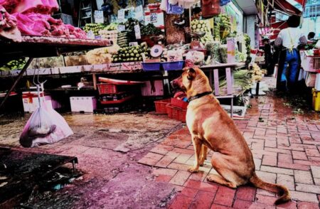 ชมภาพจากกล้อง 48 ล้านพิกเซลของ Honor View 20