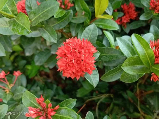 IMG20190320151924 | OPPO | รีวิว OPPO F11 Pro สวยงาม ล้ำยุค คุณภาพสูง และราคาไม่แพง