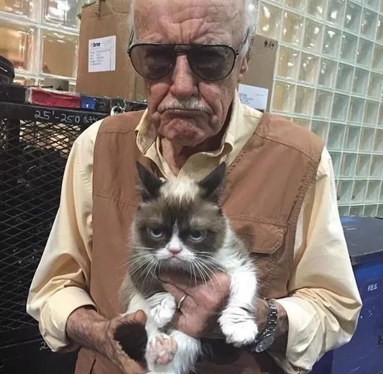 417067 | Grumpy cat | ข่าวเศร้าของทาสแมว เหมียว Grumpy แมวหน้าบึ้งขวัญใจชาวเน็ต ได้ลาจากโลกในวัย 7 ขวบ