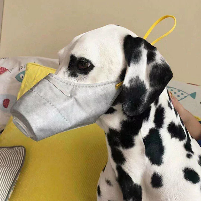 dog masks coronavirus china 3 5e33f618bea53 700 | coronavirus | ยอดหน้ากากอนามัยสำหรับน้องหมาเพิ่มขึ้น10เท่า หลังมีข่าวลือไวรัสโคโรน่าติดสู่สัตว์เลี้ยงได้