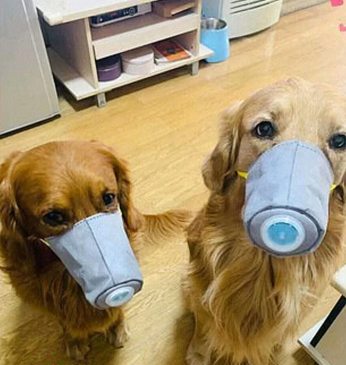 dog masks coronavirus china 5 5e33f61dd5f9c 700 | coronavirus | ยอดหน้ากากอนามัยสำหรับน้องหมาเพิ่มขึ้น10เท่า หลังมีข่าวลือไวรัสโคโรน่าติดสู่สัตว์เลี้ยงได้