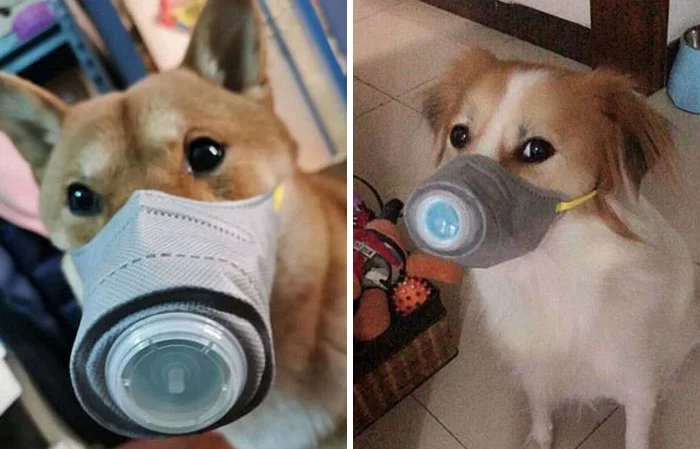 dog masks coronavirus china 6 5e33f620bac40 700 | coronavirus | ยอดหน้ากากอนามัยสำหรับน้องหมาเพิ่มขึ้น10เท่า หลังมีข่าวลือไวรัสโคโรน่าติดสู่สัตว์เลี้ยงได้