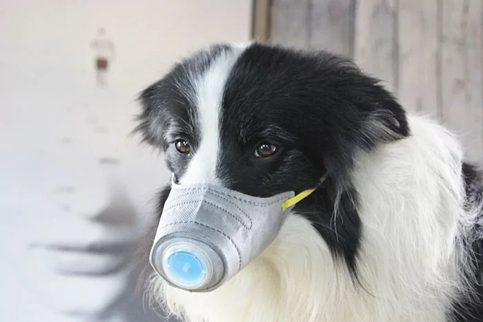 dog masks coronavirus china 8 5e33f624b670f 700 | coronavirus | ยอดหน้ากากอนามัยสำหรับน้องหมาเพิ่มขึ้น10เท่า หลังมีข่าวลือไวรัสโคโรน่าติดสู่สัตว์เลี้ยงได้