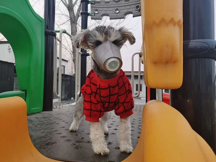 dog masks coronavirus china 9 5e33f626bedd5 700 | coronavirus | ยอดหน้ากากอนามัยสำหรับน้องหมาเพิ่มขึ้น10เท่า หลังมีข่าวลือไวรัสโคโรน่าติดสู่สัตว์เลี้ยงได้