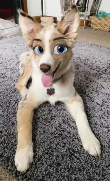 dog disney snapchat filter 3 5f2fac0c3479a 700 | Cartoon Face | AR Filters ใหม่ใน Snapchat เปลี่ยนสัตว์เลี้ยงและตัวคุณให้กลายเป็นการ์ตูนดิสนีย์