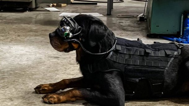 army dog goggles main 1280x720 1 | กองทัพสหรัฐฯ | สุนัขของกองทัพสหรัฐฯ ใช้แว่น AR สำหรับภารกิจสอดแนมเพิ่มความปลอดภัยยิ่งขึ้น