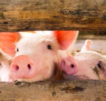 pig farming huawei md | Huawei | Huawei หันมาพัฒนา AI สำหรับฟาร์มหมู สร้างรายได้ทดแทนสมาร์ตโฟน