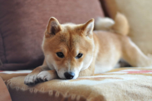 ก็พุ่งไปให้สุด ! เหรียญ Shiba inu ขึ้นเป็นเหรียญ 10 อันดับเเรก