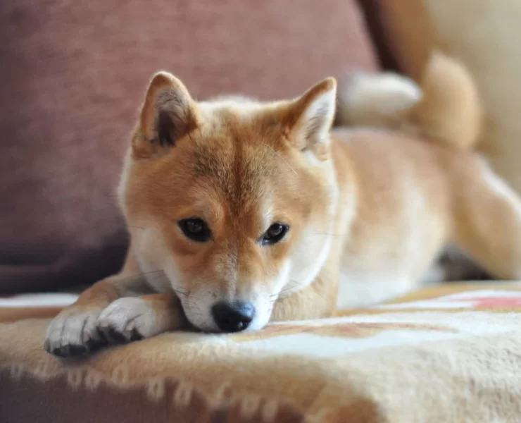 image5 1 | Application | ก็พุ่งไปให้สุด ! เหรียญ Shiba inu ขึ้นเป็นเหรียญ 10 อันดับเเรก