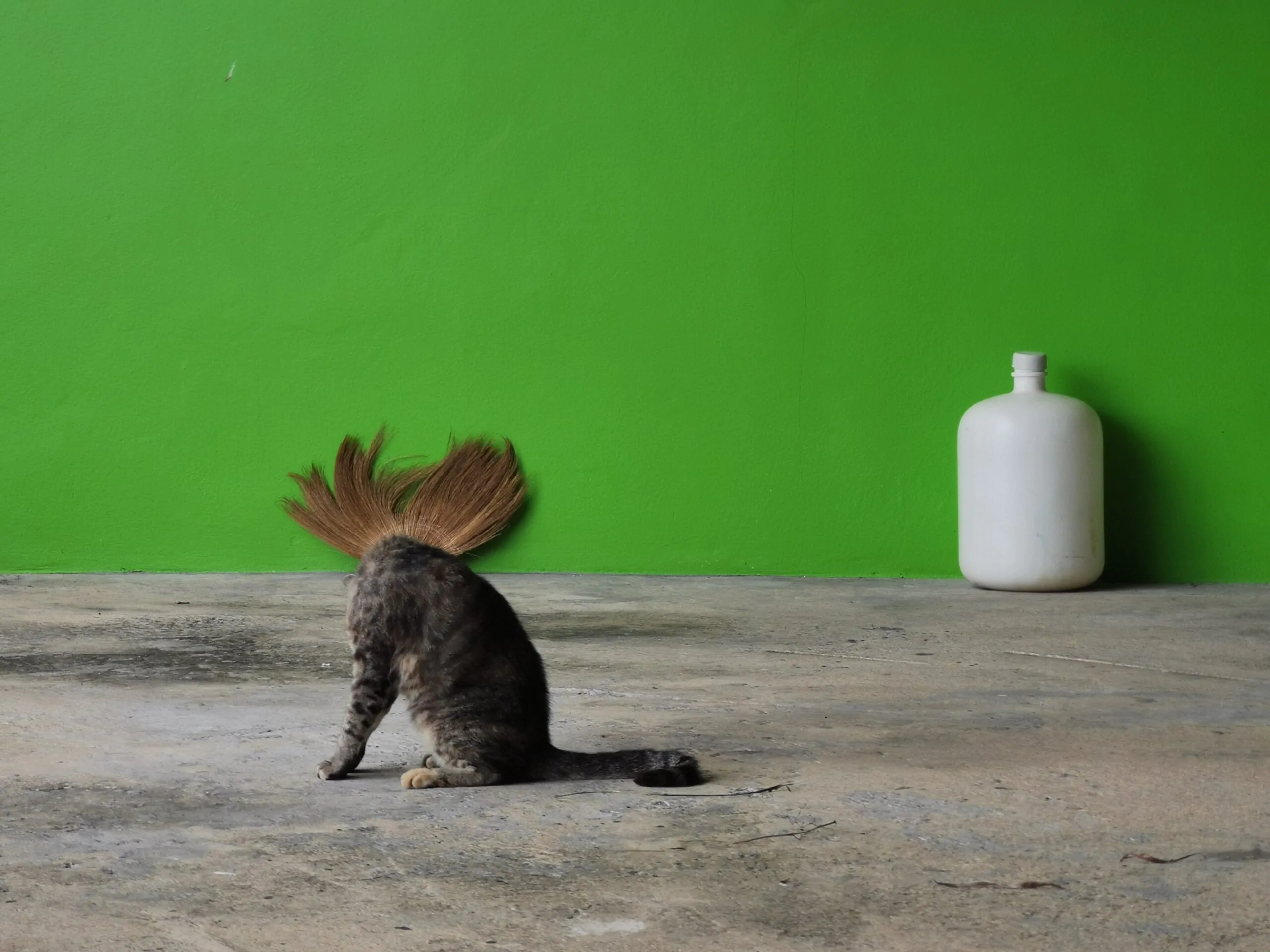 Runner up Winners HELLO LIFE Punk Cat ©Somporn Taramaha 泰国 HUAWEI P30 scaled | Huawei | ชม 2 ภาพถ่ายระดับโลกที่ถ่ายด้วยมือถือจากฝีมือคนไทย ที่ชนะรางวัล HUAWEI XMAGE Awards 2023