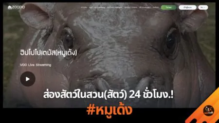 Zoodio ช่องทางส่องไลฟ์หมูเด้งแบบ 24 ชั่วโมง และ ผองเพื่อนในสวนสัตว์!